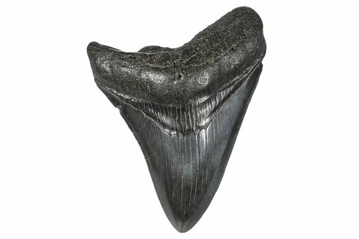 Serrated, Fossil Megalodon Tooth - South Carolina #368003